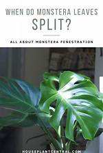 When Do Monstera Leaves Split