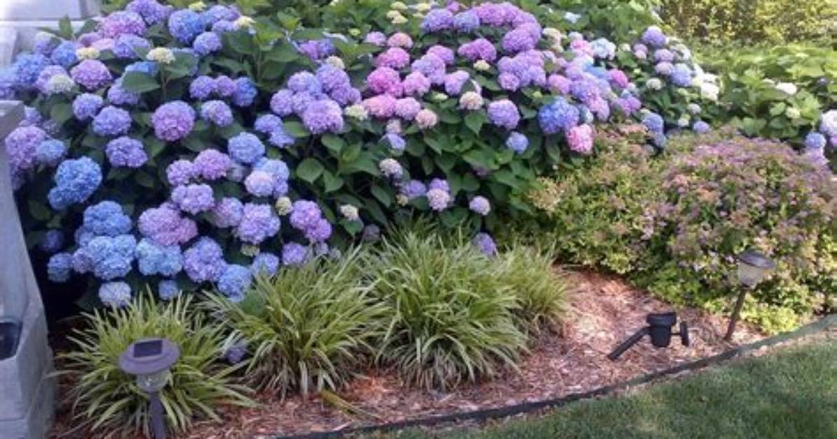 When Do Mophead Hydrangeas Bloom Uk?