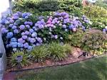 When Do Mophead Hydrangeas Bloom Uk?