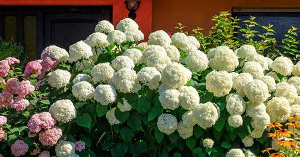 When Do Mophead Hydrangeas Flower?