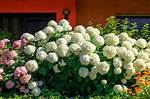 When Do Mophead Hydrangeas Flower?