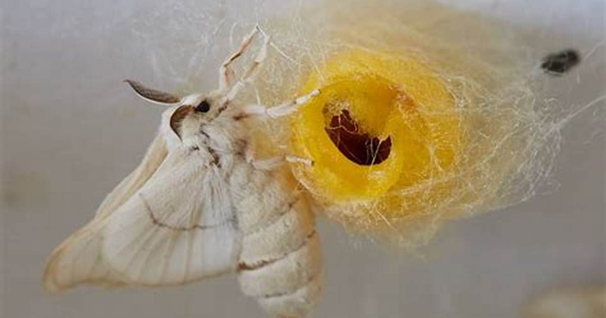 When Do Moth Cocoons Hatch?