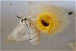 When Do Moth Cocoons Hatch?