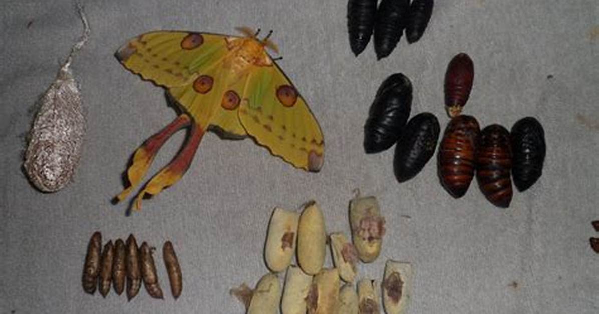 When Do Moth Pupae Hatch?