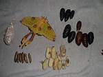 When Do Moth Pupae Hatch?