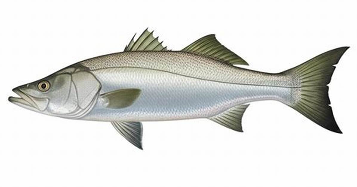 When Do Mulloway Breed?