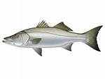 When Do Mulloway Breed?