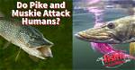 When Do Muskies Bite Best?