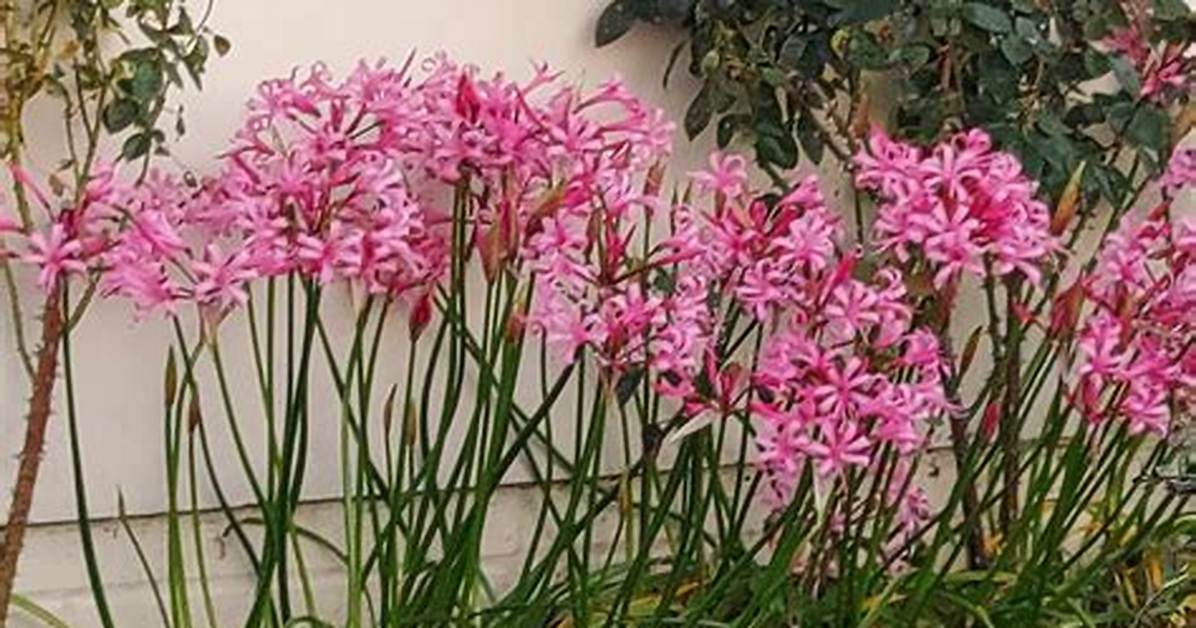 When Do Nerines Bloom?