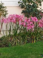 When Do Nerines Bloom?