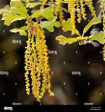 When Do Oak Catkins Appear?