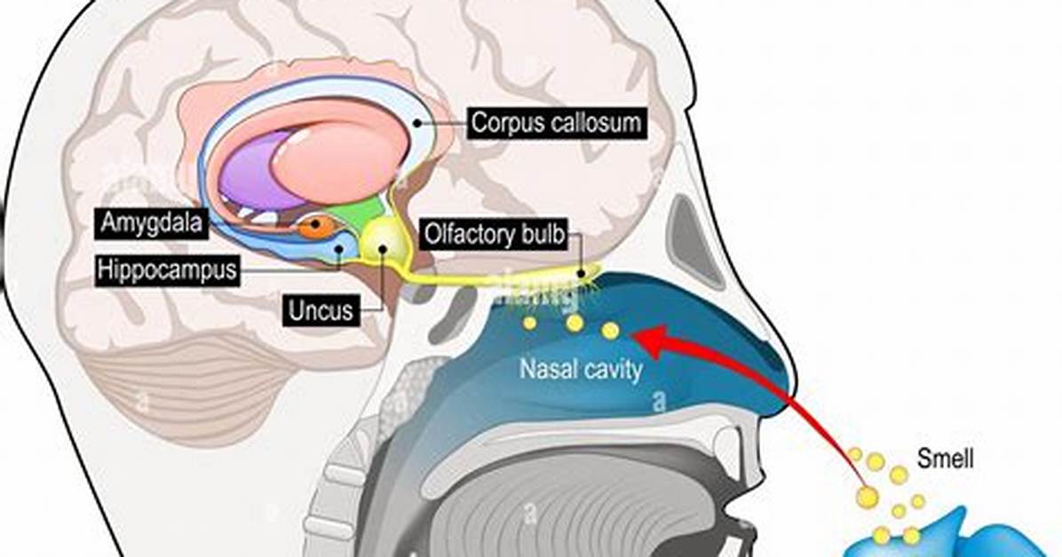 When Do Olfactory Auras Occur?