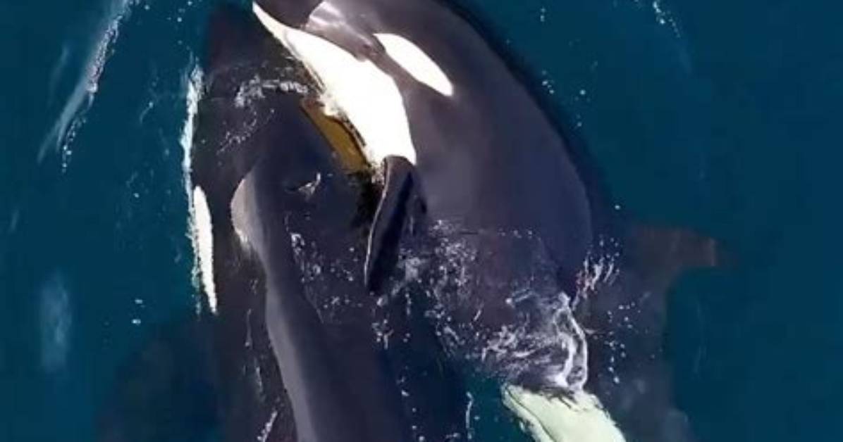 When Do Orcas Mate?
