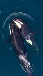 When Do Orcas Mate?