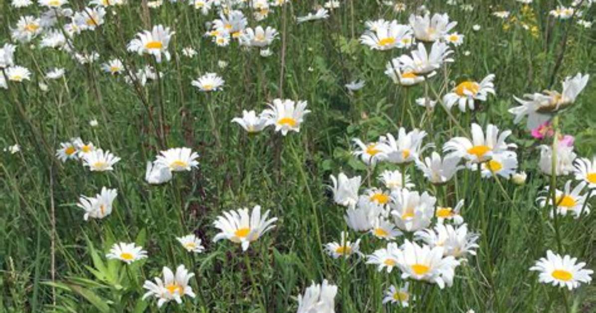 When Do Oxeye Daisy Flower?