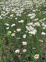 When Do Oxeye Daisy Flower?