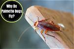 When Do Palmetto Bugs Fly?