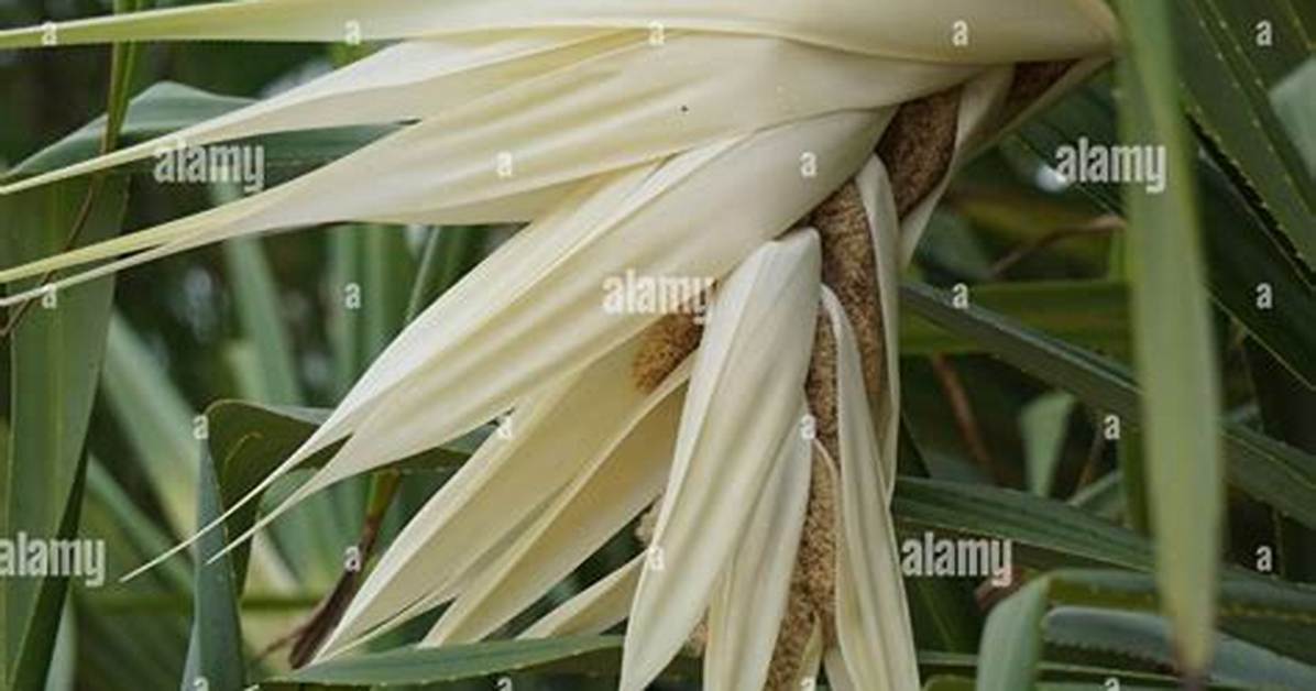 When Do Pandanus Flower?