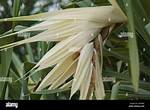 When Do Pandanus Flower?
