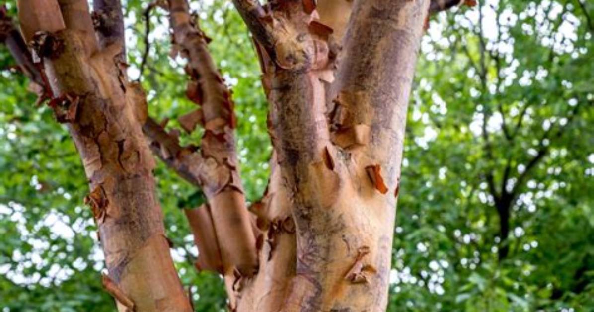 When Do Paperbark Maples Bloom?