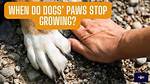 When Do Paws Stop Growing?