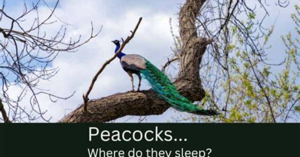 When Do Peacocks Sleep?
