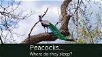 When Do Peacocks Sleep?