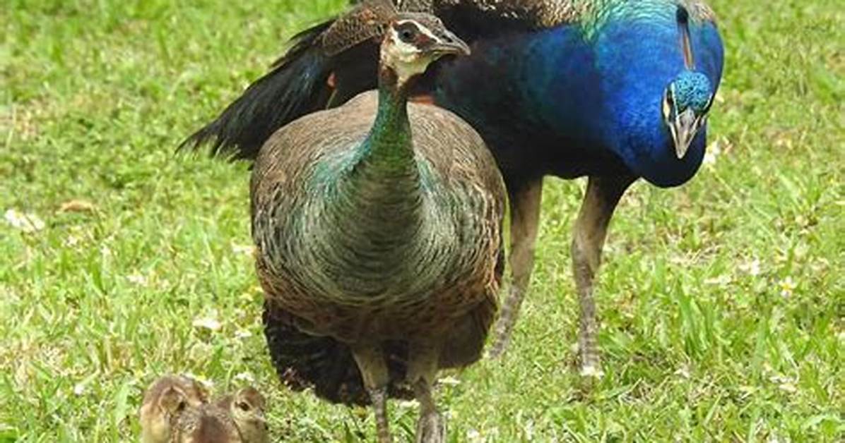 When Do Peafowl Hatch?