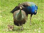 When Do Peafowl Hatch?