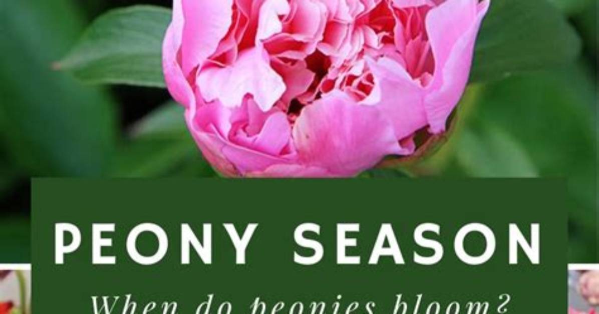 When Do Peonies Bloom?