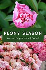When Do Peonies Bloom?