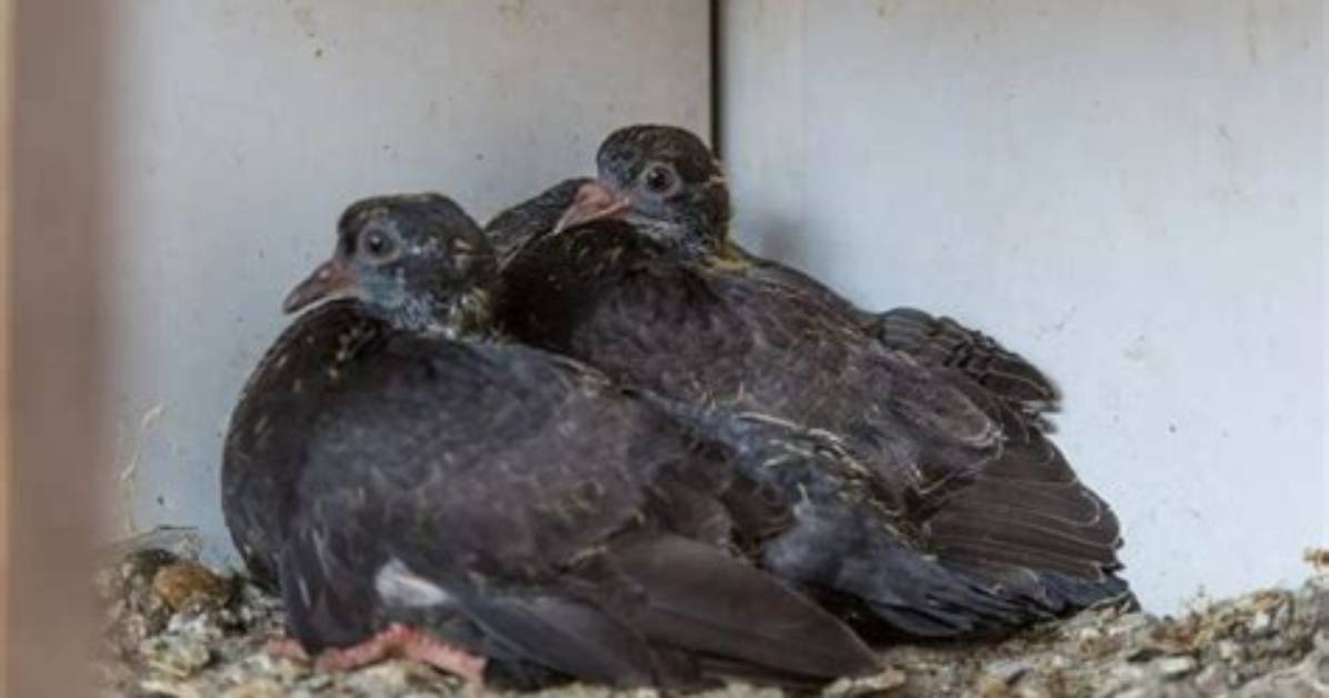 When Do Pigeons Fledge?