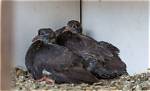 When Do Pigeons Fledge?