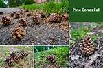 When Do Pine Cones Fall to the Ground?