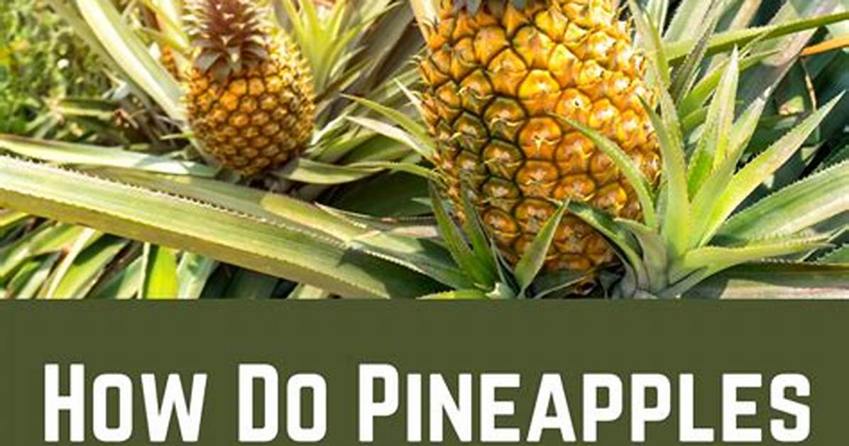 When Do Pineapples Fruit?