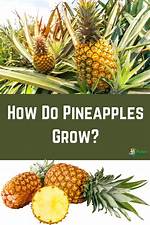 When Do Pineapples Fruit?