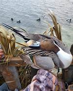 When Do Pintails Get Their Sprig?