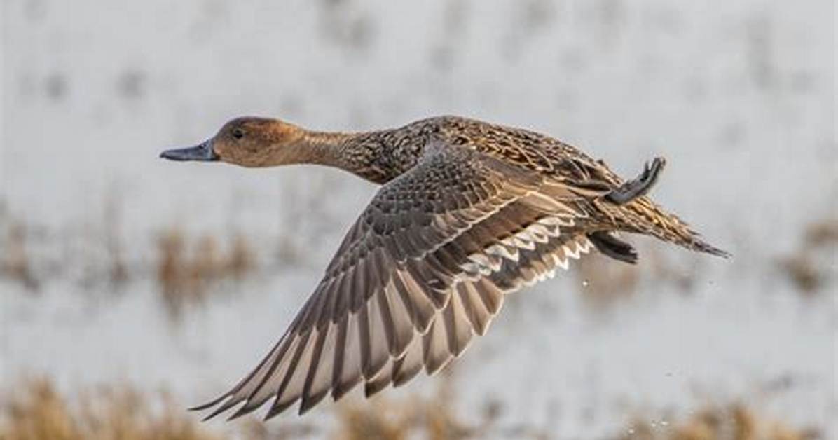 When Do Pintails Migrate?