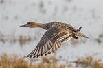 When Do Pintails Migrate?