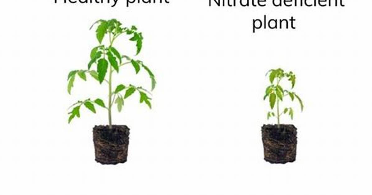 When Do Plants Need Nitrates?