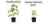 When Do Plants Need Nitrates?