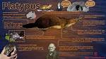 When Do Platypuses Grow?