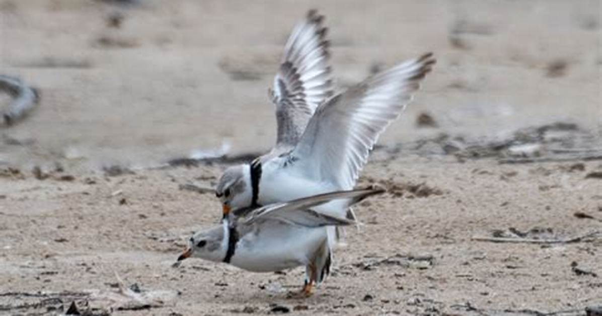 When Do Plovers Mate?