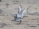 When Do Plovers Mate?