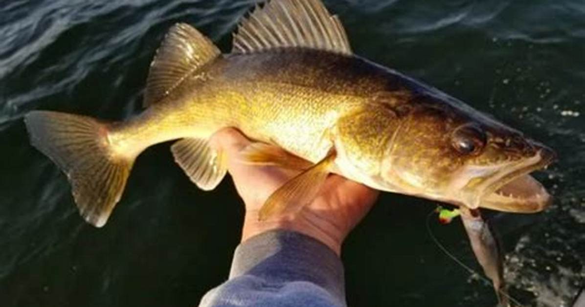 When Do Pollock Spawn?