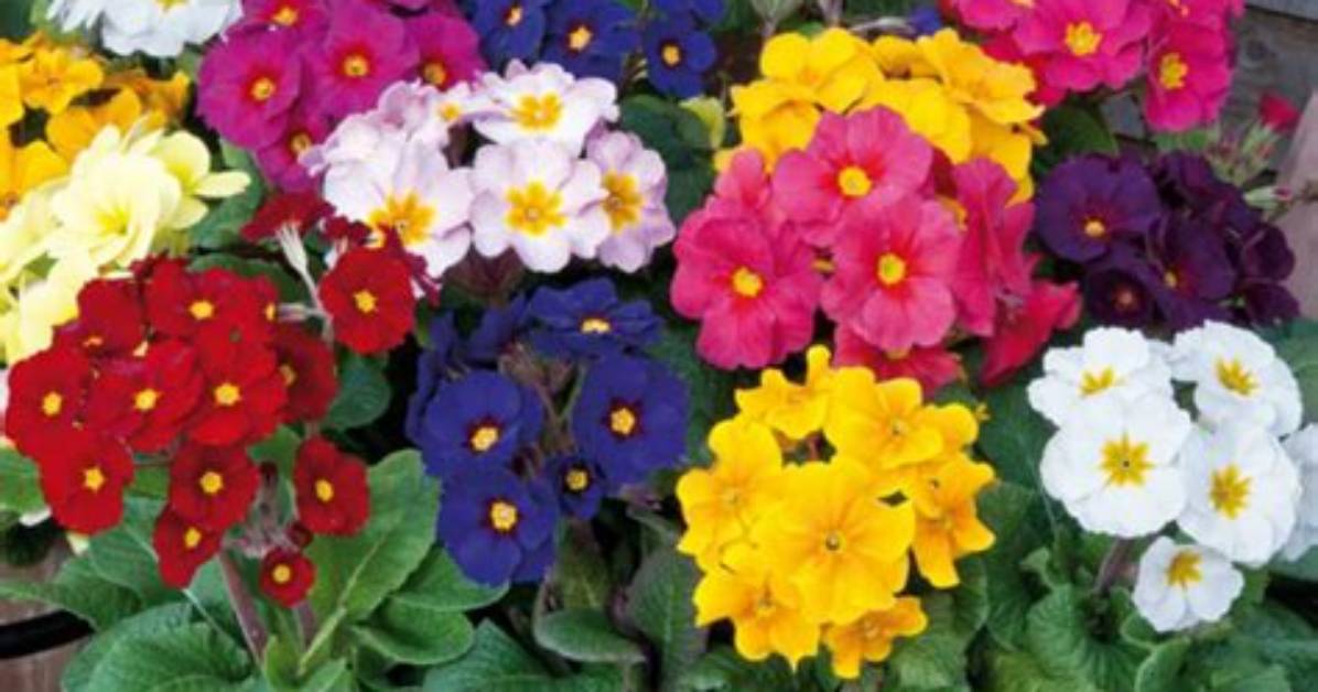 When Do Polyanthus Stop Flowering?