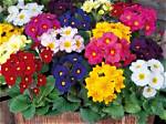 When Do Polyanthus Stop Flowering?