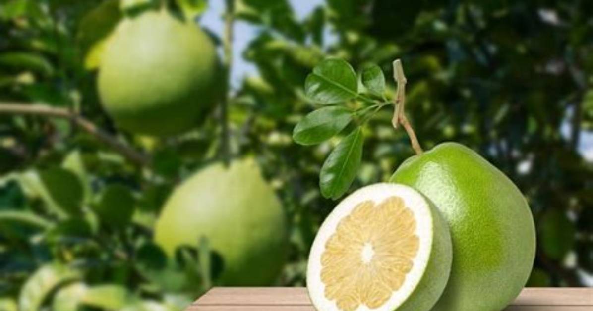 When Do Pomelo Ripen?