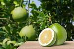 When Do Pomelo Ripen?