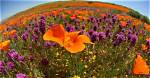 When Do Poppies Bloom
